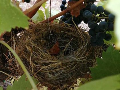 Nido in vigna
